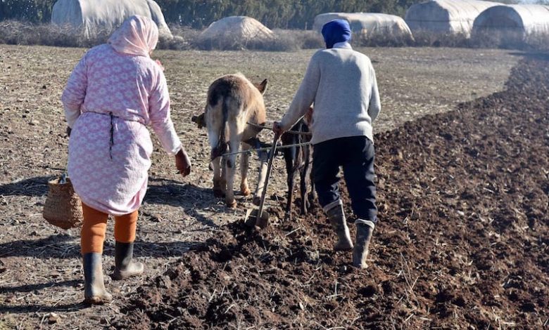 غياب التساقطات المطرية ينعكس على الحقول المزروعة بالحبوب في المغرب