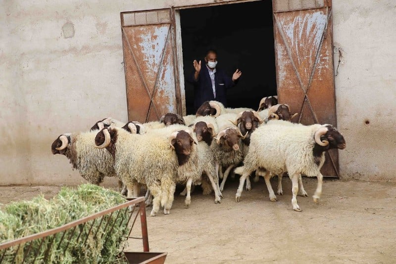 هل يُؤَمن المغرب حاجيات عيد الأضحى من الأغنام دون اللجوء إلى الاستيراد؟