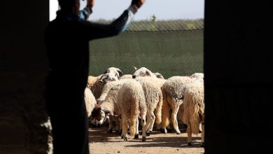 فلاحون يتخوفون من تأثير تداعيات الجفاف على أسعار المواشي في المغرب