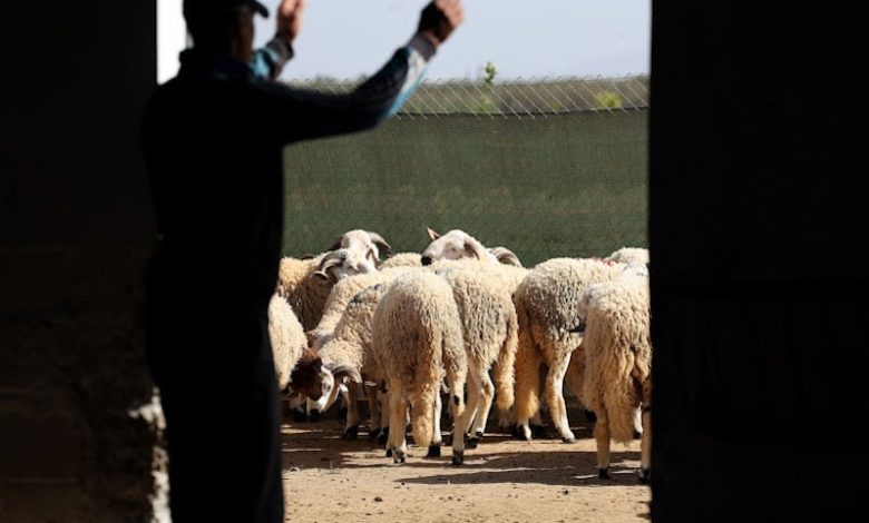 فلاحون يتخوفون من تأثير تداعيات الجفاف على أسعار المواشي في المغرب