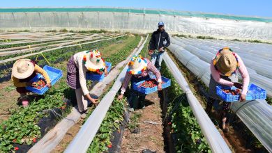 الفلاحة الذكية.. الحل الناجع لمواجهة الإجهاد المائي وضمان غذاء مستدام