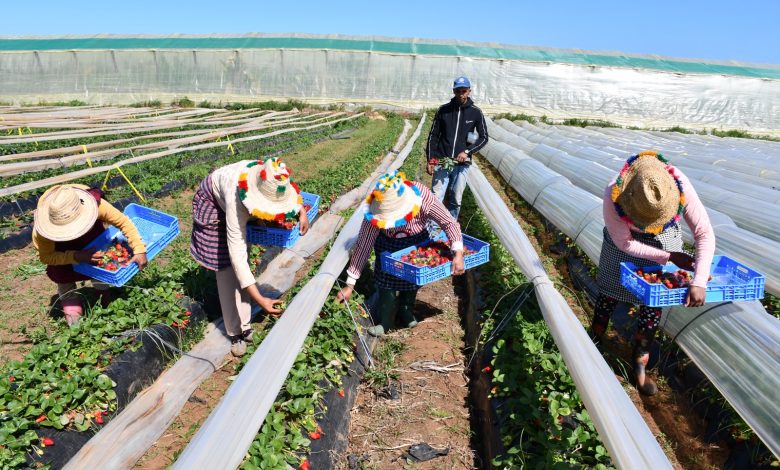 الفلاحة الذكية.. الحل الناجع لمواجهة الإجهاد المائي وضمان غذاء مستدام