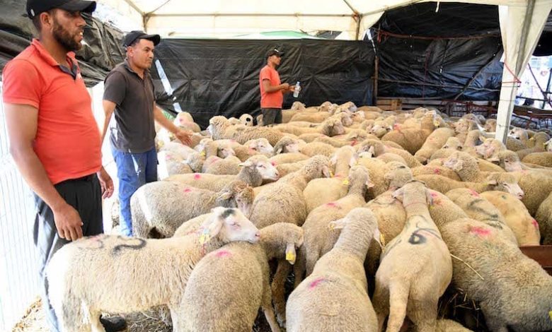 المغرب يستورد 15 ألف رأس من الأغنام الرومانية للرفع من العرض الوطني