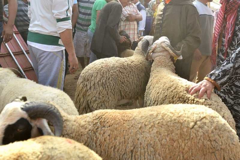 "الشناقة" يلهبون أسعار الأضاحي في الأسواق المغربية رغم و"فرة العرض"