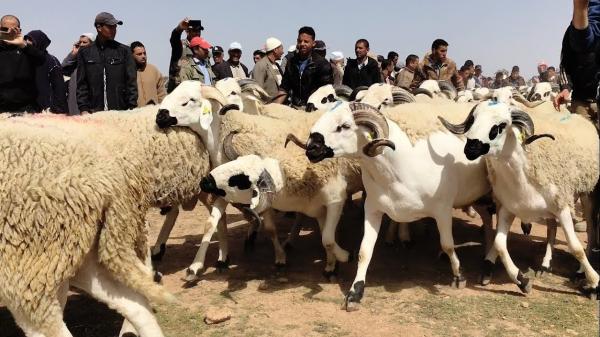 بحث ميداني: 49 في المائة من المواطنين يقتنون الأضحية قبل عيد الأضحى