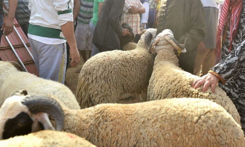 "الشناقة" يلهبون أسعار الأضاحي في الأسواق المغربية رغم و"فرة العرض"