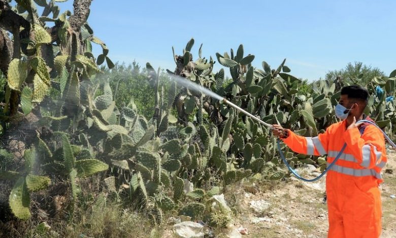 الحشرة القرمزية تغزو الدول المغاربية