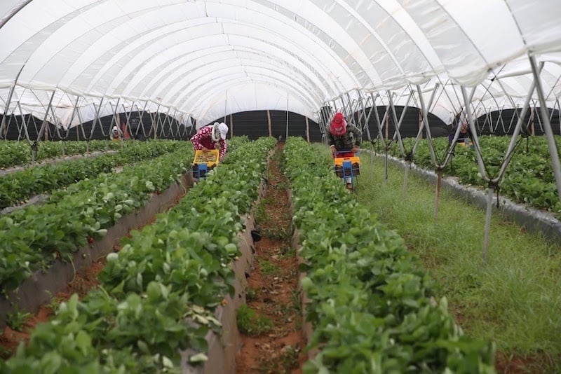 واشنطن ترسل بعثة تجارية إلى المغرب لتعزيز التبادل الزراعي مع إفريقيا