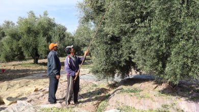 "المثمر" يواكب الزيتون بمولاي يعقوب .. والمنصات التطبيقية تزيد الإنتاج