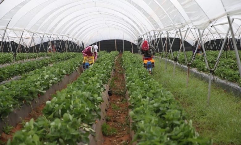 واشنطن ترسل بعثة تجارية إلى المغرب لتعزيز التبادل الزراعي مع إفريقيا