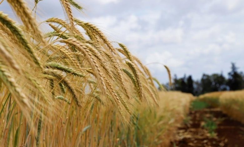 غياب التساقطات المطرية يلف محصول الحبوب بالضبابية في المغرب