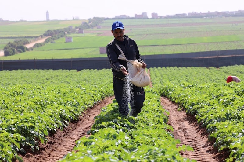 تساقطات مطرية مهمة تحفز الزراعات الربيعية بحقول شمال المغرب