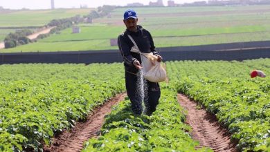 تساقطات مطرية مهمة تحفز الزراعات الربيعية بحقول شمال المغرب