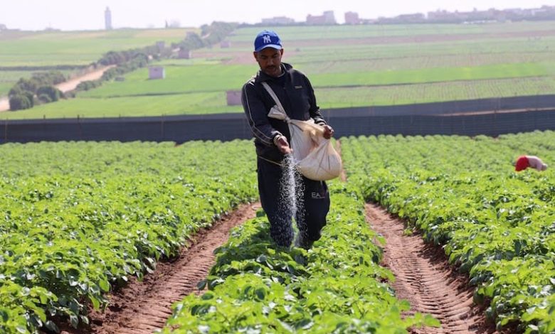 تساقطات مطرية مهمة تحفز الزراعات الربيعية بحقول شمال المغرب