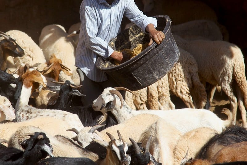 "الكسابة" يطالبون الحكومة بالدعم