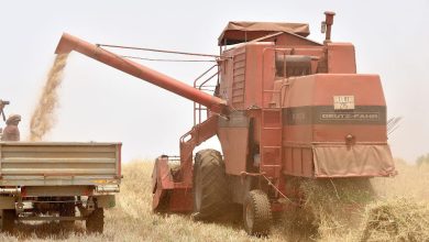 بنك المغرب يتوقع إنتاج 25 مليون قنطار من الحبوب واعتدال التضخم