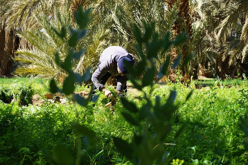 غانا تدعم المغرب في مجال الفلاحة